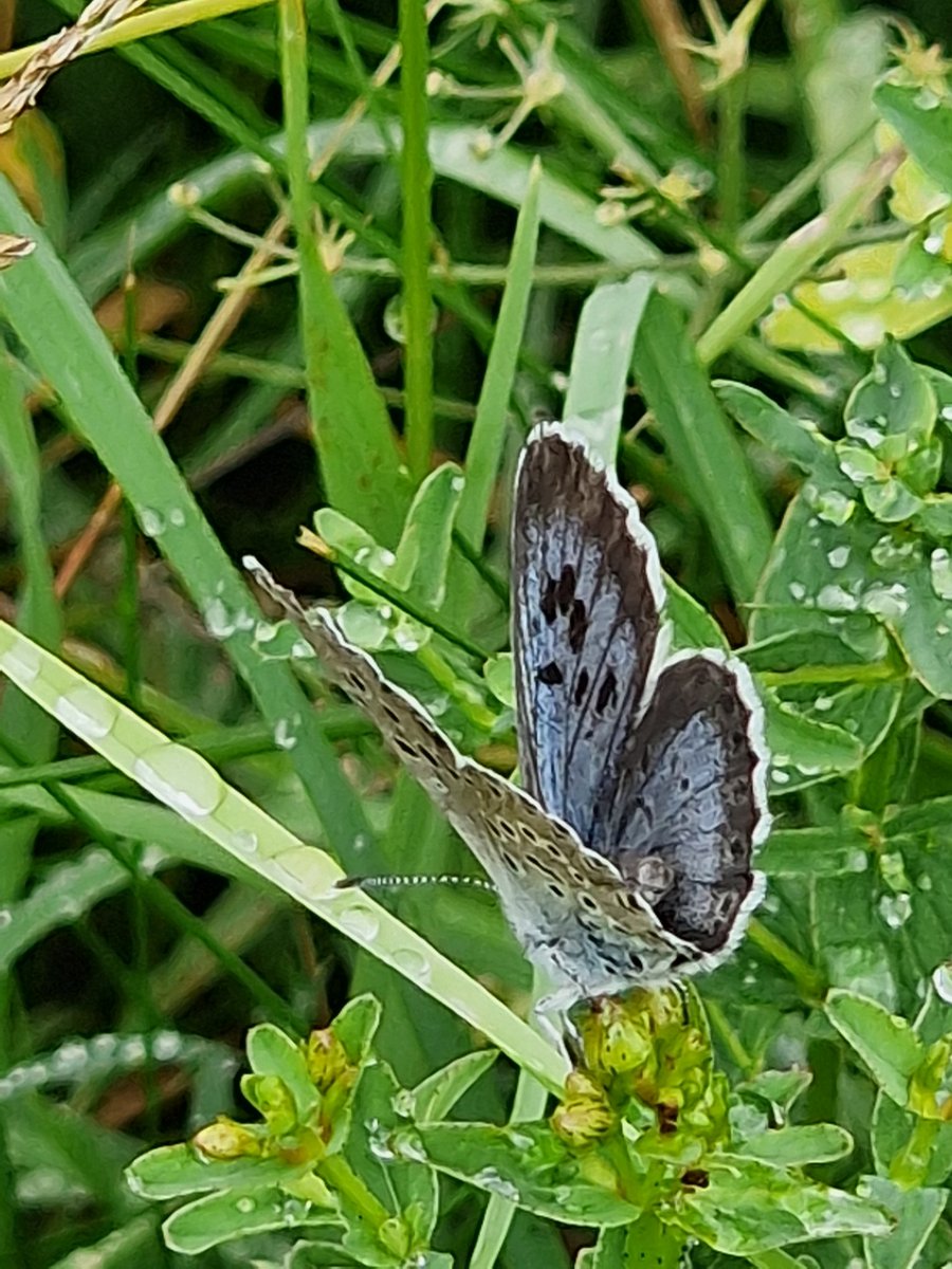 eelgroup's tweet image. Large Blues flying in the Cotswolds today