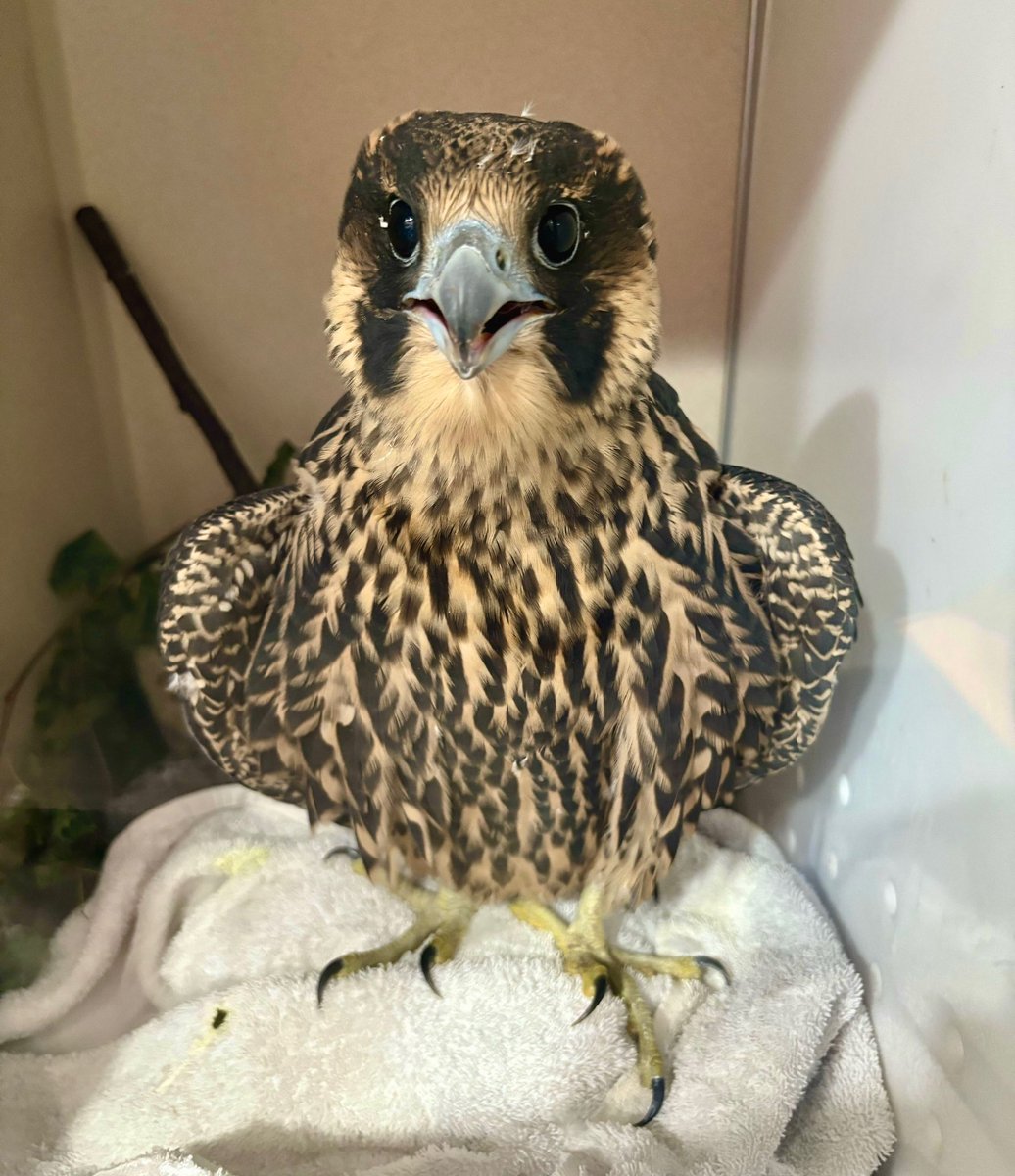 Wild Bird Fund tweet media