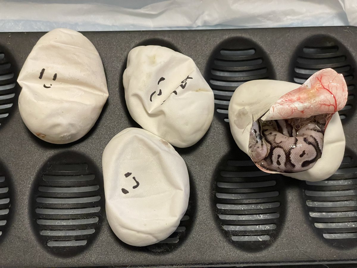 Super Lori 66 het VPI × Pastel DG
去年オスばかりだったのでリベンジ🔥
今年はメス出てくれるのか！？！？！？
最初に頭出してくれた子はPastel Lori het DG😈
#ボールパイソン
