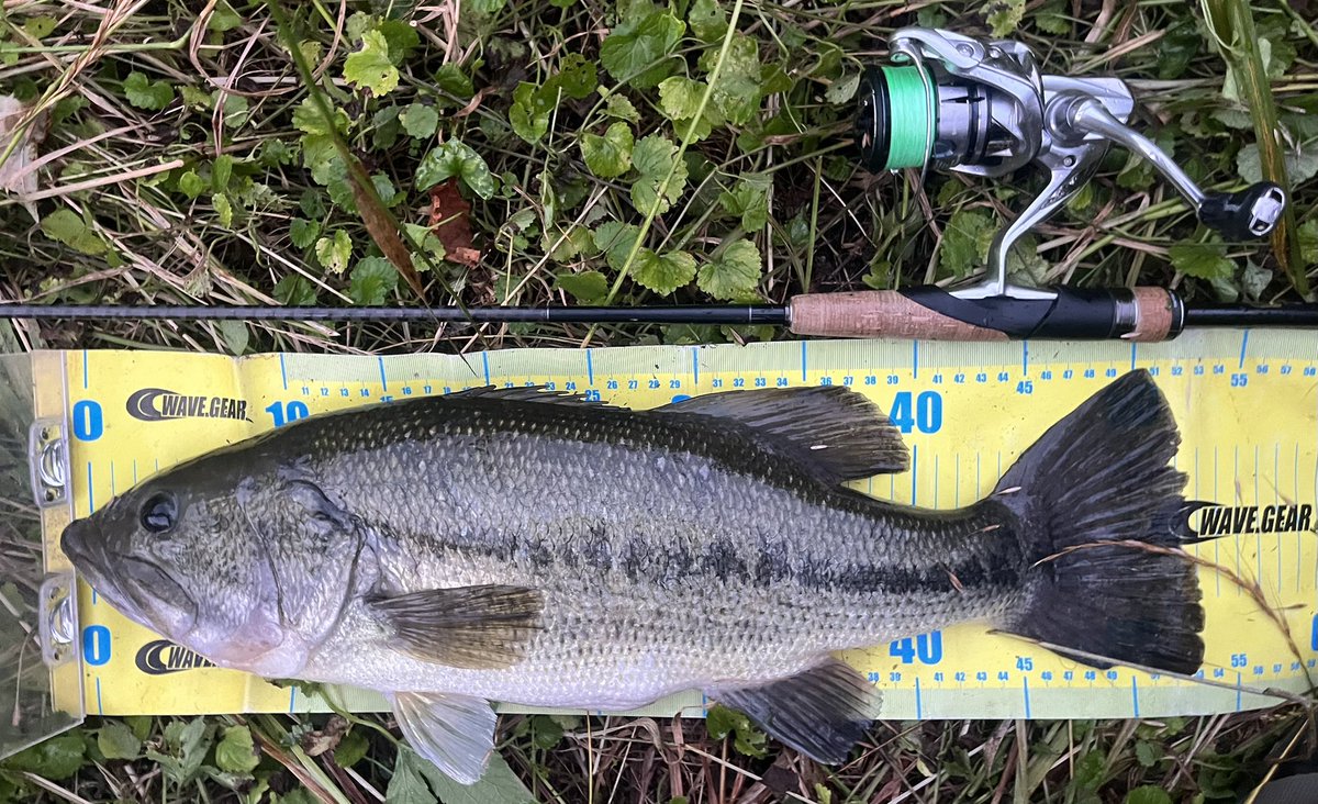 PonPonPointe's tweet photo. リザーバーへ🎣

ギルギルのホバストで53cm(2225g)と
51cm！

アベンタrsで45くらい https://t.co/PxkhSIltUh