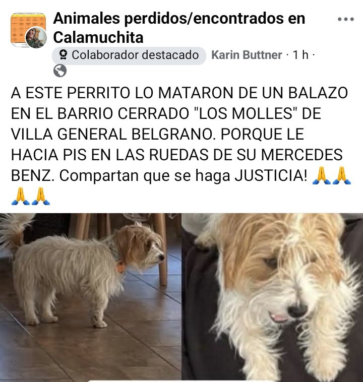 El asesino del perrito se llama Fernando Walter
Vive en mi barrio de Villa General Belgrano
Hasta que no tenga confirmación (hay intervención judicial) no puedo dar más datos
Lo mató con una pistola de aire comprimido porque le meo la rueda de su Mercedes.
Hijo de puta mal parido