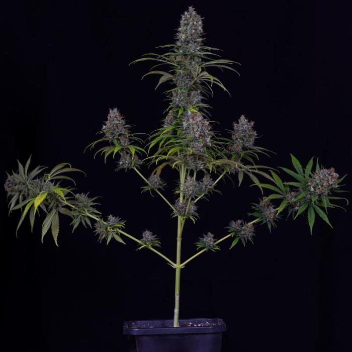 Spliff Seeds ® (@spliffseeds) on Twitter photo Spliff Seeds - Power Plant Feminized after 14 weeks.
📸:<a href="/cannabeast40_/">Cannabeast40</a>
#spliffseeds #powerplant Spliff Seeds - Power Plant Feminized after 14 weeks.
📸:<a href="/cannabeast40_/">Cannabeast40</a>
#spliffseeds #powerplant
