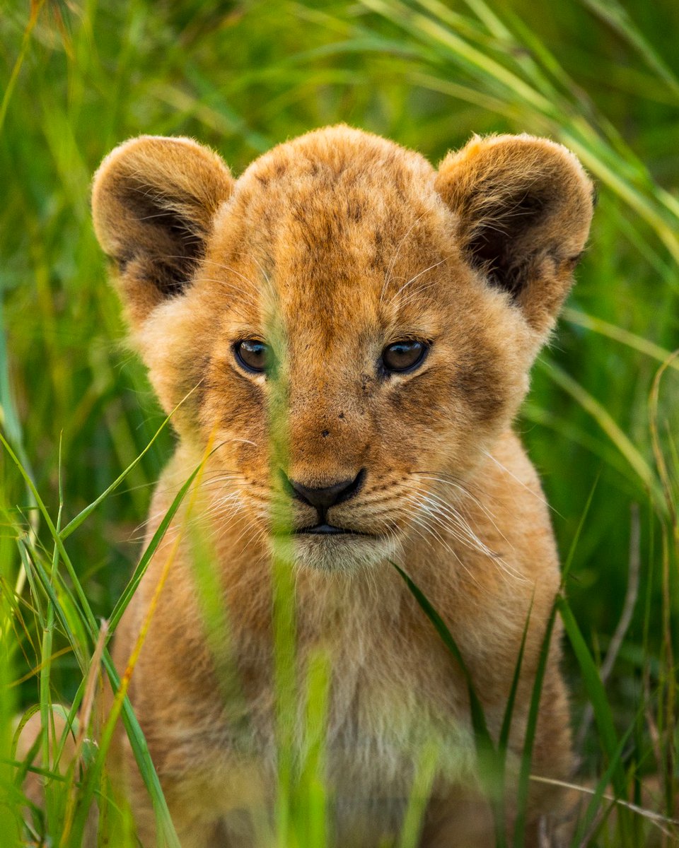 If so dangerous, then why so cuddly? 🦁🐈
