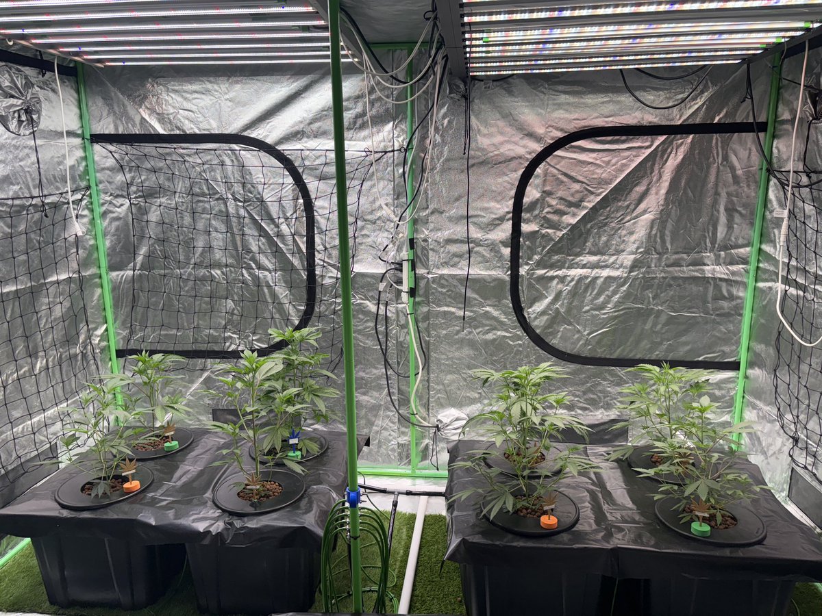 • Chemmy Lemmy
• the Glove
• Kush Mintz x Airborne 
• Louis XIII
• Mt Kahadin
• Sideways
• Snapplez
• Wingsuit