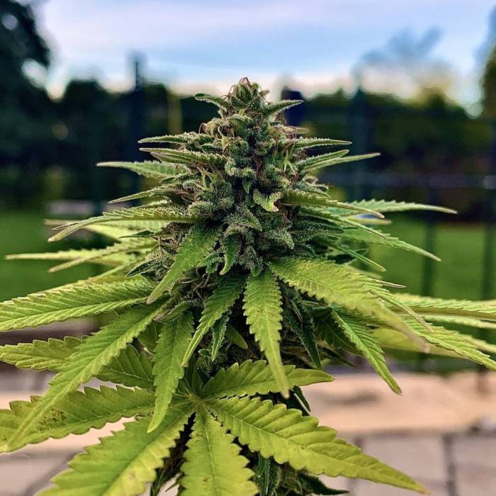 Gold Bar Kush Corona Solo Cup Challenge, this strain, you can’t fuck it up and it smells and tastes wonderful 🍊!
📸:ButtersStotch
#goldbarkush #spliffseeds
bit.ly/3FZthco