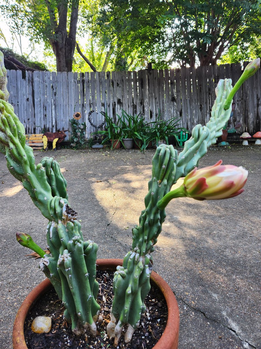 Jakeplus2's tweet image. One of 3 night flowers about to bloom