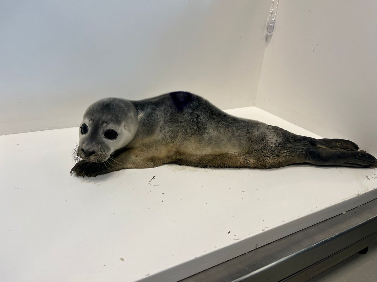 Zeehondencreche's tweet image. There's a new seal in Q1 now on the livestream: Charon! He was found in the harbour of the island of Schiermonnikoog and was brought in this morning after losing weight in the 24h observation period.
He is now resting a lot. Watch him here: youtube.com/watch?v=-QvwsO…