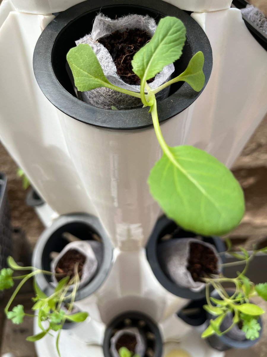 vtfarms_gh's tweet photo. Up close picture of seedlings in our hydroponic tower 

#VerteTower  #UrbanFarming #FutureOfFarming #SustainableGrowth #GreenInnovation https://t.co/2jSyDKGQjm