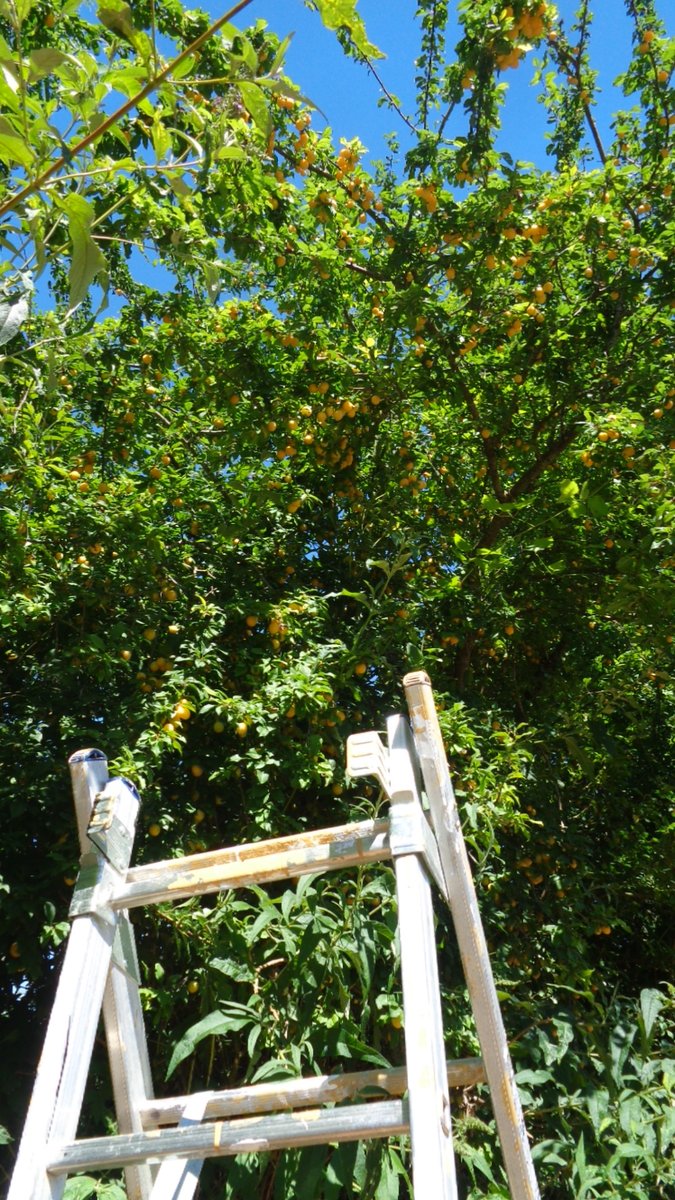 JLewisStempel's tweet photo. Mad dogs and Englishmen....picking mirabelle plums, in 37 C. On the plus side, their perfume is intoxicating, there's a golden oriole calling in the orchard, and we have kgs & kgs of the loveliest of fruits #peasantfarming #SWFrance https://t.co/vYz8oRBjft