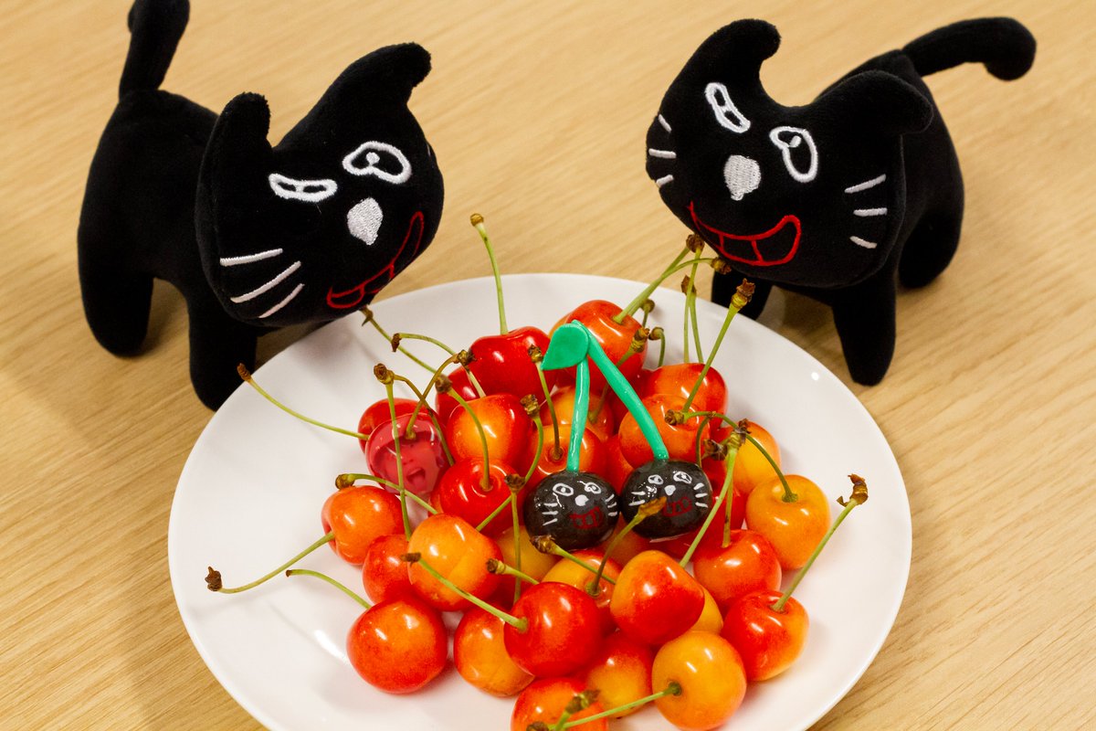 kiyo_info's tweet image. キヨ猫さくらんぼ🍒