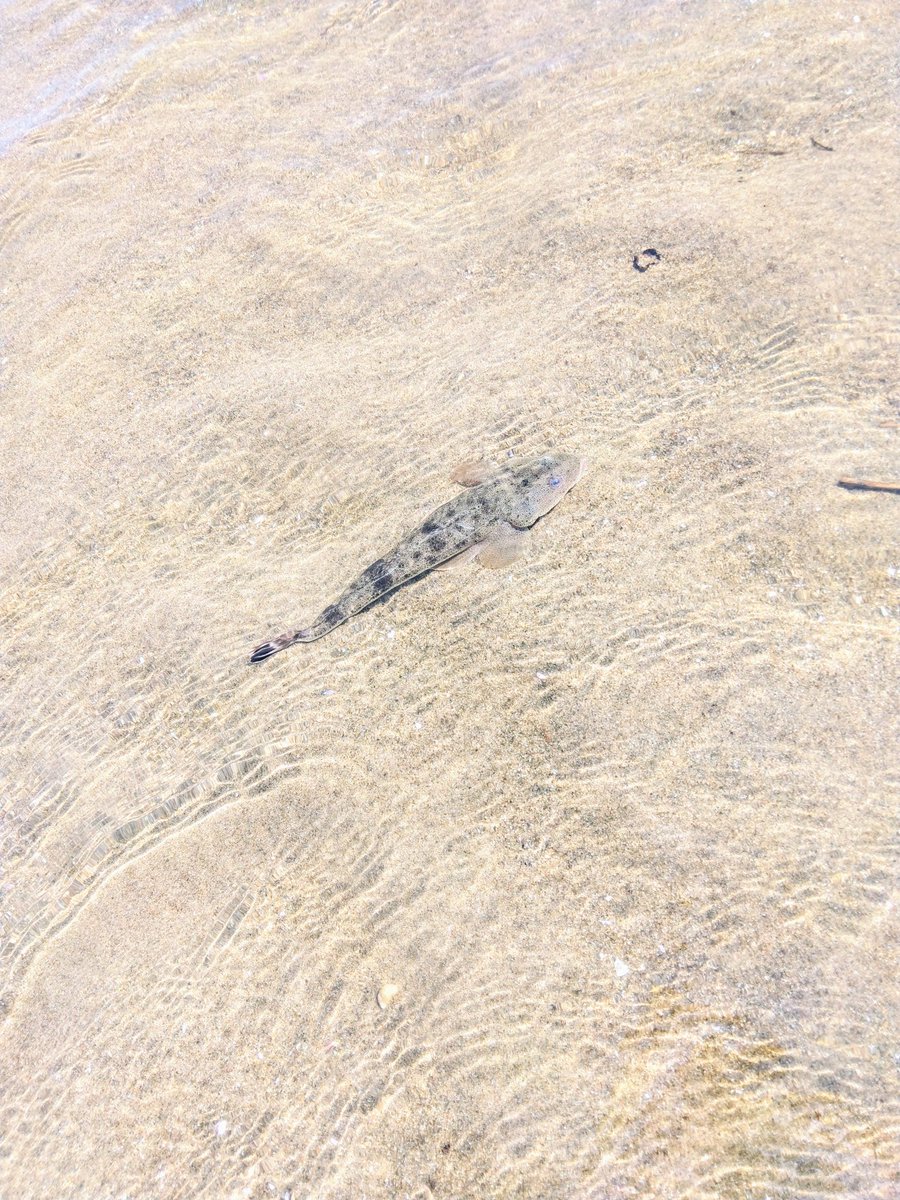 swee24myswee2's tweet photo. #蒲生干潟
調べたら高級魚コチでした https://t.co/7FXNiNus6p