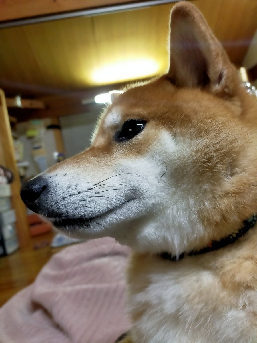 シャキーン
おやすみなさい