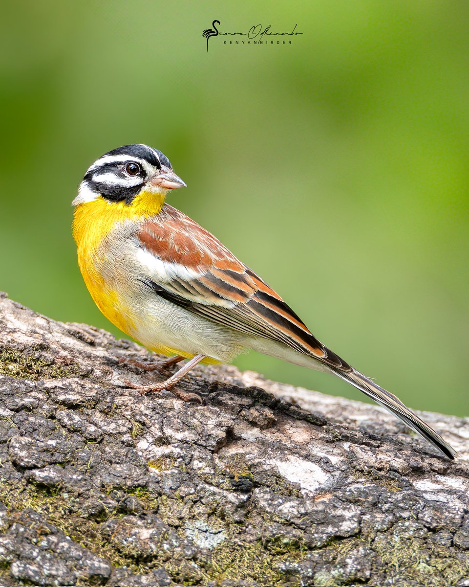 Kenyabirder's tweet image. Golden-breasted Bunting in Murang&apos;a
