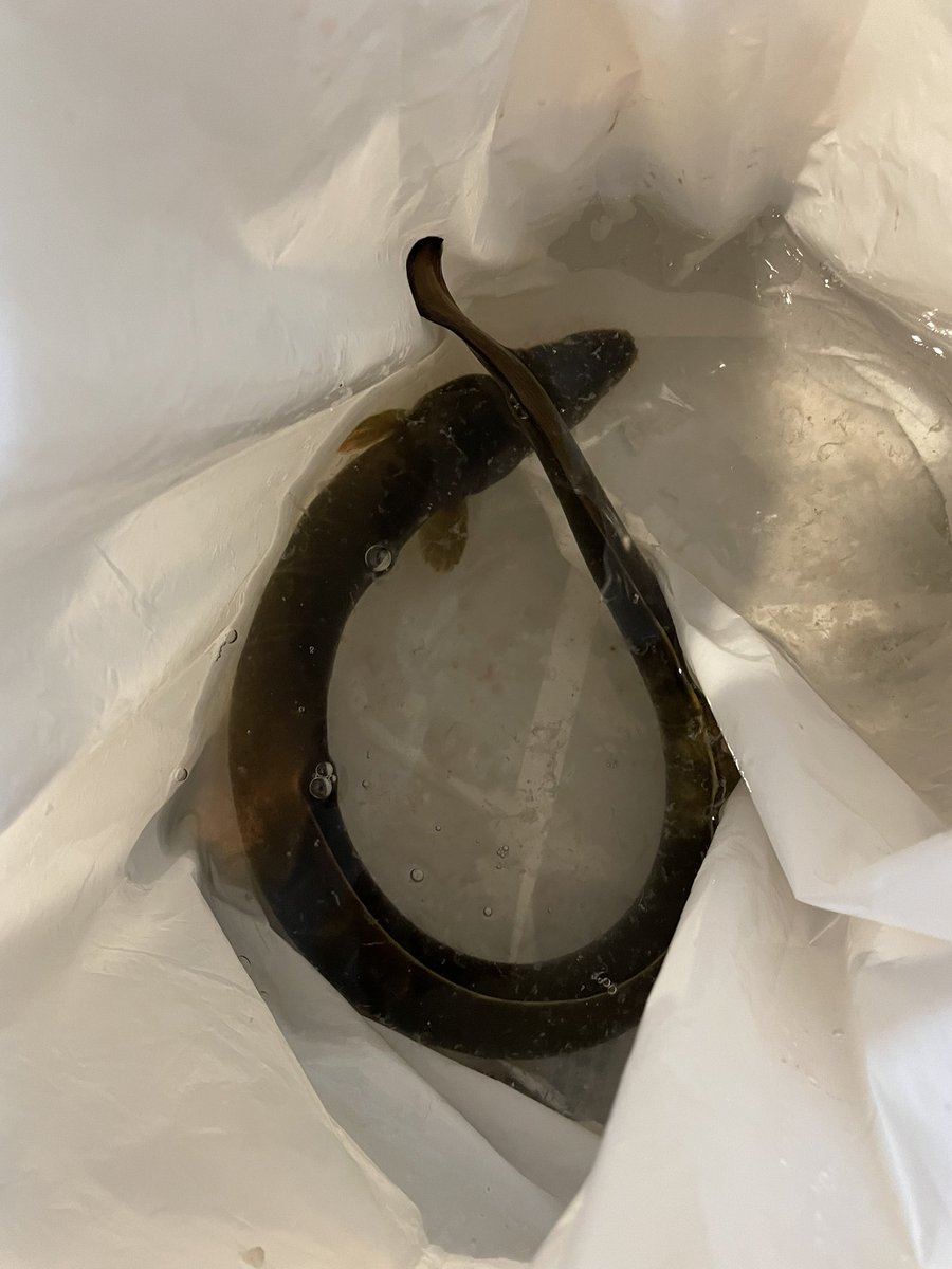 tsuritengu's tweet image. 数年ぶり！
大きな天然うなぎゲットン♪

蒲焼にして頂きました♪