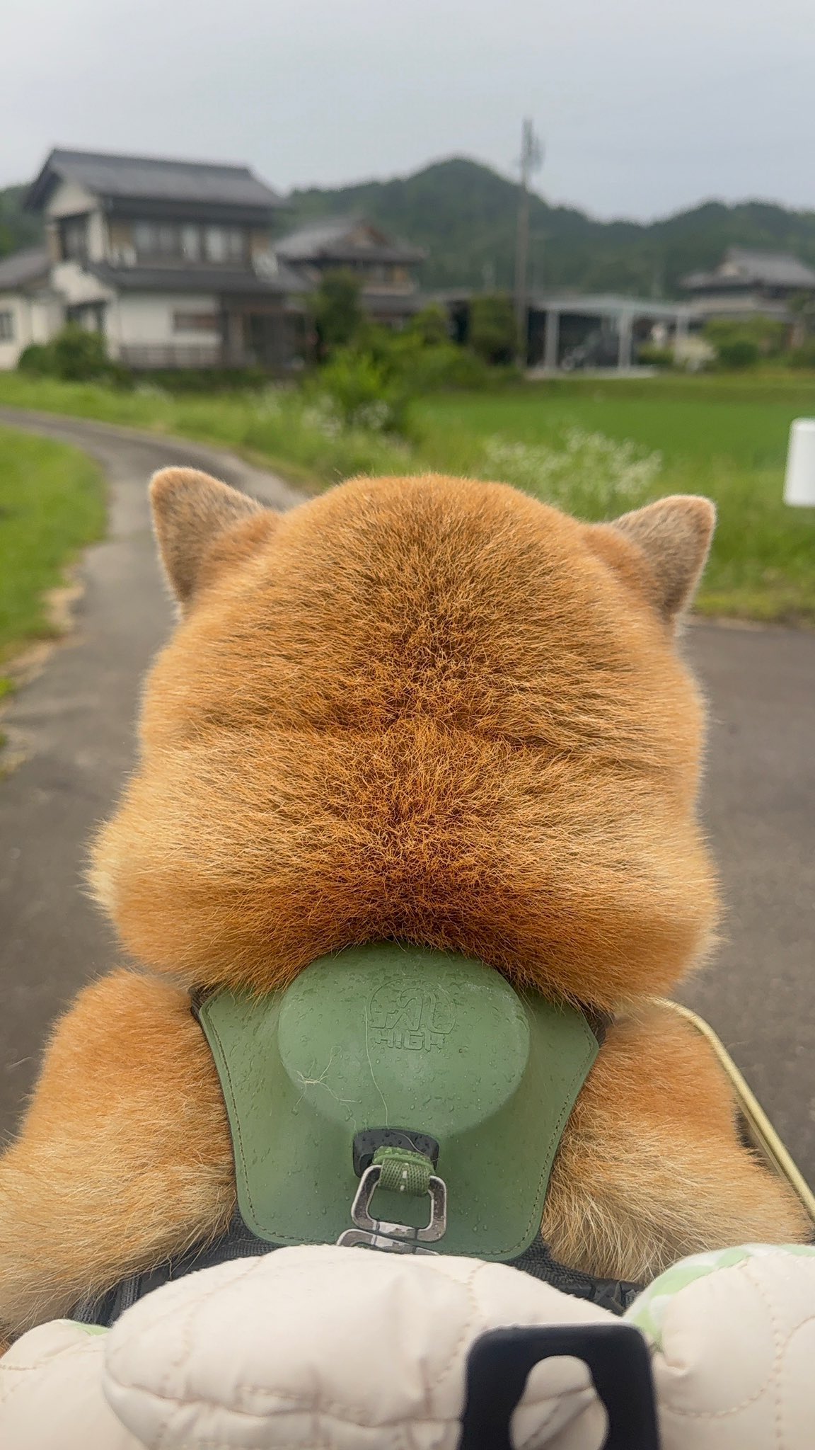 もちごめ echigo-inahoya_kogane05k