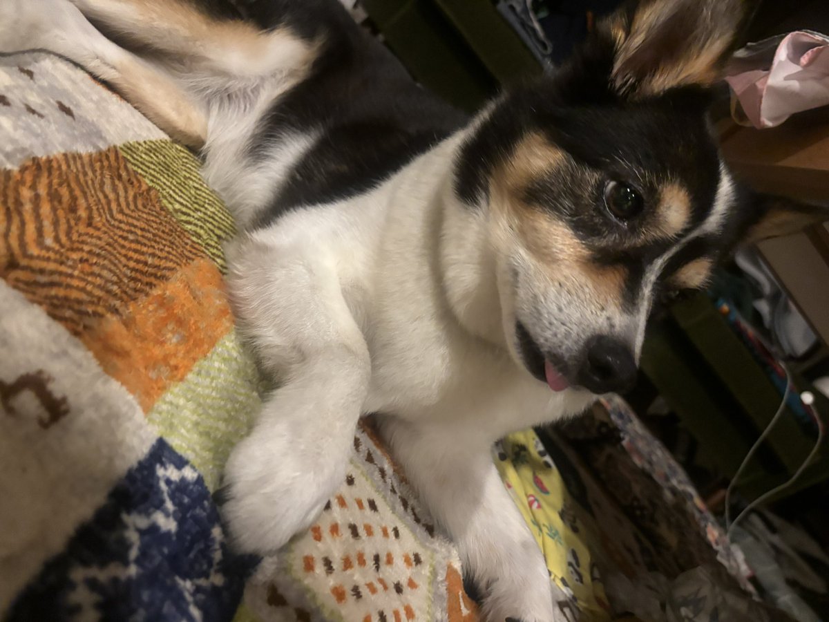 帰ってくるのが遅くてご不満そうでしたが、オヤツで解決してもらいました🤭