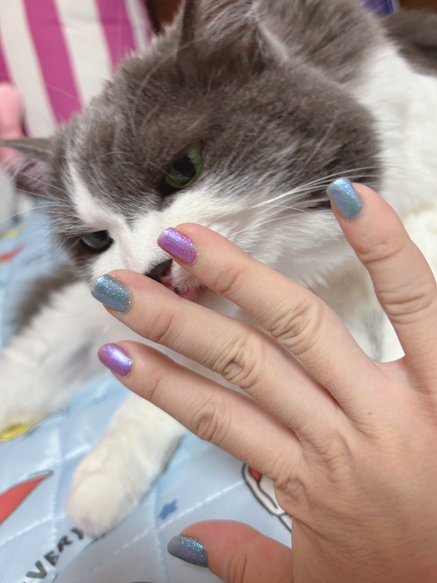 ネイルを修復致しました☆

このNAIL HOLICの偏光トップコート（SP067）を使って見た❗️💅

これはわかりますか？

アッシュにも見せたら興味津々です❣️

#MIHALBLOG #NAILHOLIC #猫 #ネコ #ニャンコ #ペット