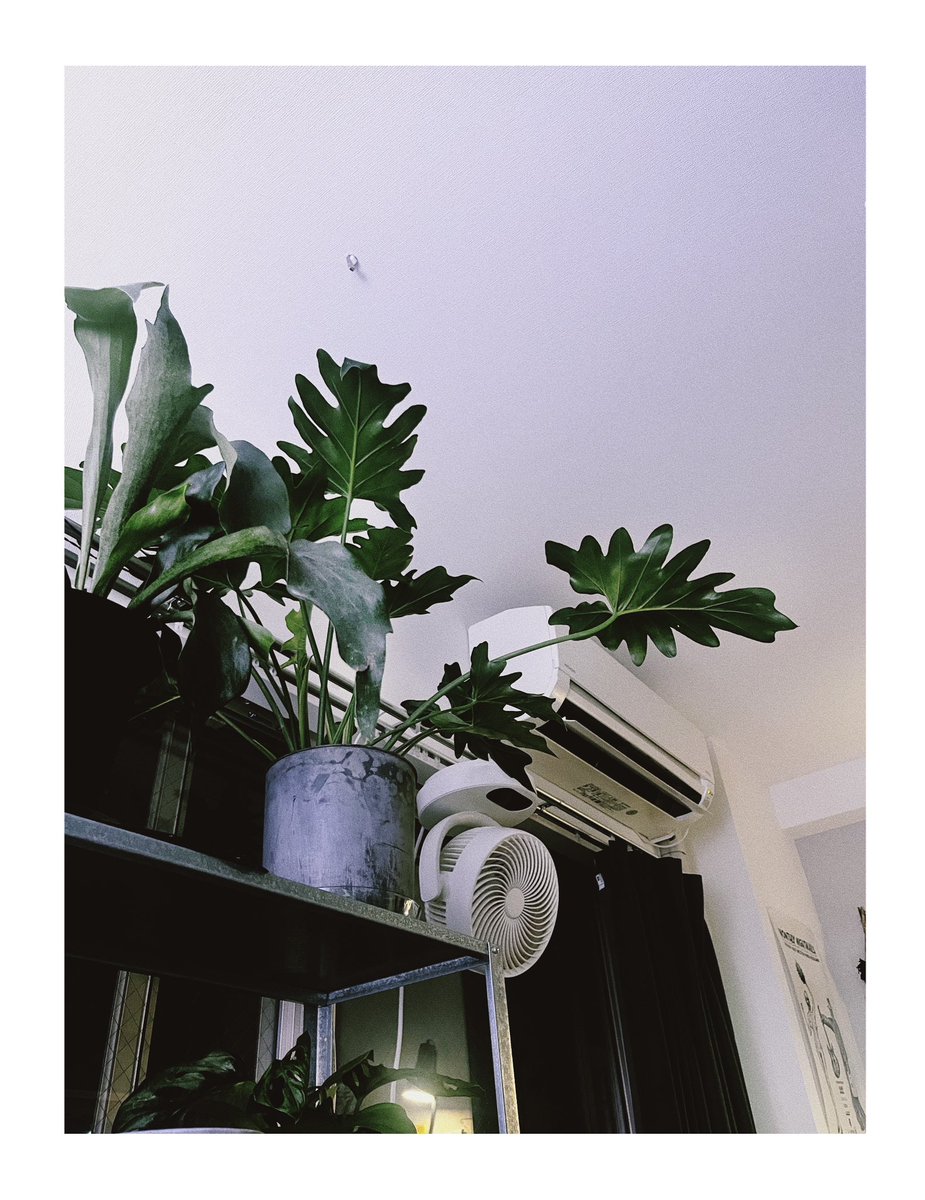 先日迎えたセロームとコウモリランが可愛い
鉢植えから板付けしようかな