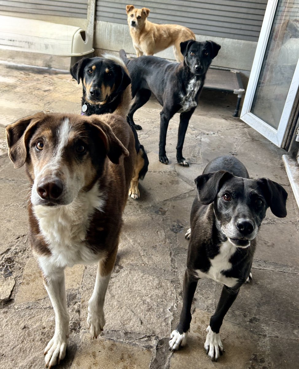 Can we help you? Their expectant faces… what could they possibly want? 🤷‍♀️😋 Peanut, Inca, Rico, Mindy and Alice, a bonded group that love to be together - because companionship is key 🥰
#kennelfree #bethechange
