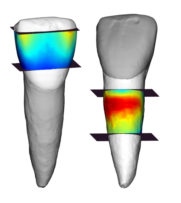 AntProfico's tweet image. Just published in AJBA! Toothnroll: An R Package for Landmarking, Measuring, and Mapping Dental Tissues of Hominoid Anterior Teeth
dx.doi.org/10.1002/ajpa.7…
#VirtualAnthropology #HumanEvolution #opensource