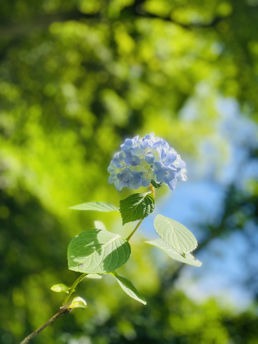 センキューツアーが始まった頃から（このまま時間が止まれば良いのに）と思う事が多かった。

でも、辛かったコロナ禍、挫けそうな転職活動の時期、つぼみ大革命はいつも一緒に時を進んでくれて、立ち止まりそうになる背中を押してくれた。
全力でゴールテープを一緒に駆け抜ける。
それが恩返し。