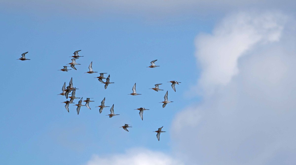 John Hewitt (@wathingsmecca) on Twitter photo Good passage of Black-tailed Godwits this morning with flocks coming in off the sea regular and a minimum of 200 on Kilnsea Wetlands at any one time. Also 45 Med Gulls, 10 Little Gulls, Caspian Gull (3cy) and Curlew Sand <a href="/spurnbirdobs/">Spurn Bird Observatory</a> <a href="/RareBirdAlertUK/">RareBirdAlertUK</a> <a href="/BirdGuides/">BirdGuides</a> Good passage of Black-tailed Godwits this morning with flocks coming in off the sea regular and a minimum of 200 on Kilnsea Wetlands at any one time. Also 45 Med Gulls, 10 Little Gulls, Caspian Gull (3cy) and Curlew Sand <a href="/spurnbirdobs/">Spurn Bird Observatory</a> <a href="/RareBirdAlertUK/">RareBirdAlertUK</a> <a href="/BirdGuides/">BirdGuides</a>