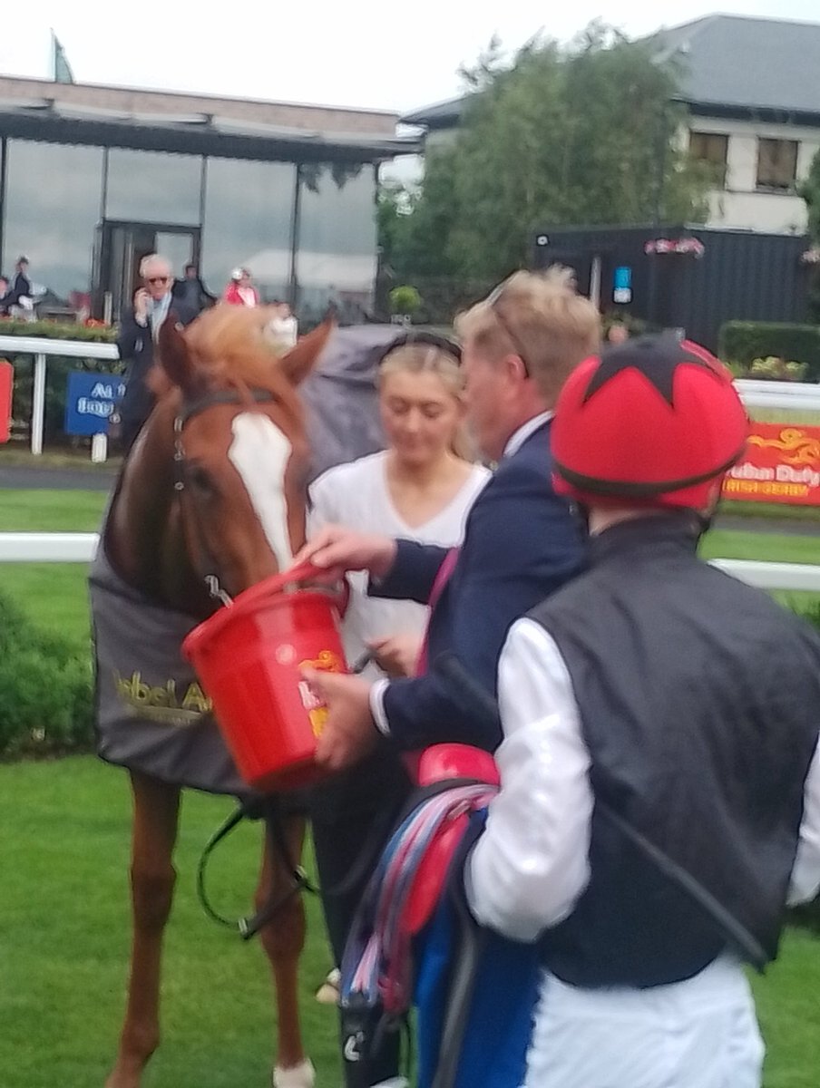 JoeSeward1's tweet image. Thirsty work for 
Suzy's Song here at 
@curraghrace 
She may well come back here in September for the 
@MoyglareStud Stakes which would be rather apt given her owners and it's a race Ger Lyons has yet to win .
#Curragh 
#Moyglare