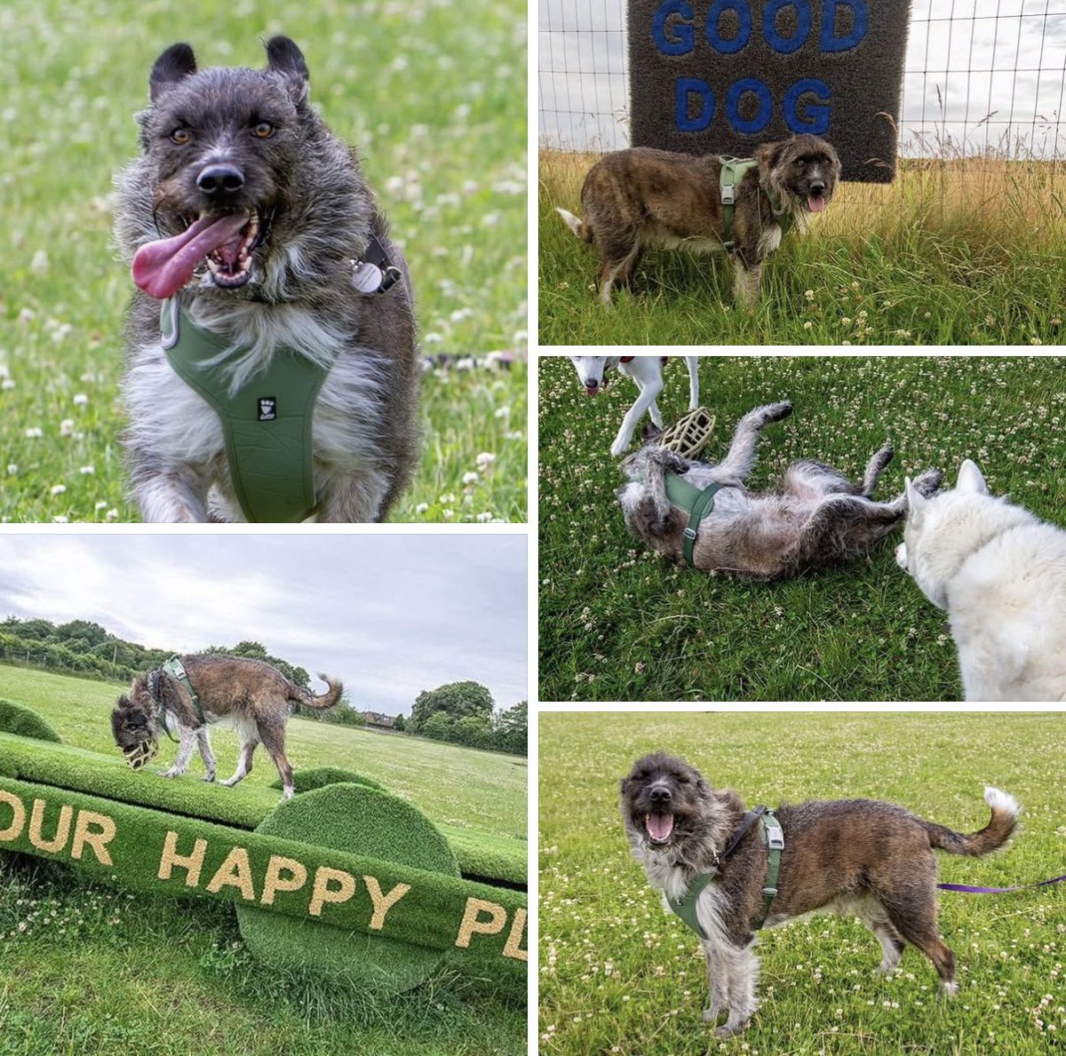 Photos that make our hearts sing. Bear at the secure field on his home trial. His face says it all 😃😍

Rescue life is hard at the moment and these wonderful photos arrived just when we all needed a lift 💜