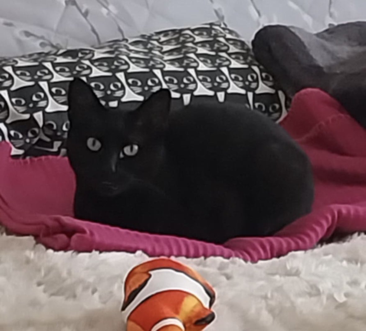 Missy is waiting for a new home, she’s had a few appeals recently, but sadly no enquiries. Can you please share to help her on her way? All her details are here help2rehome.com