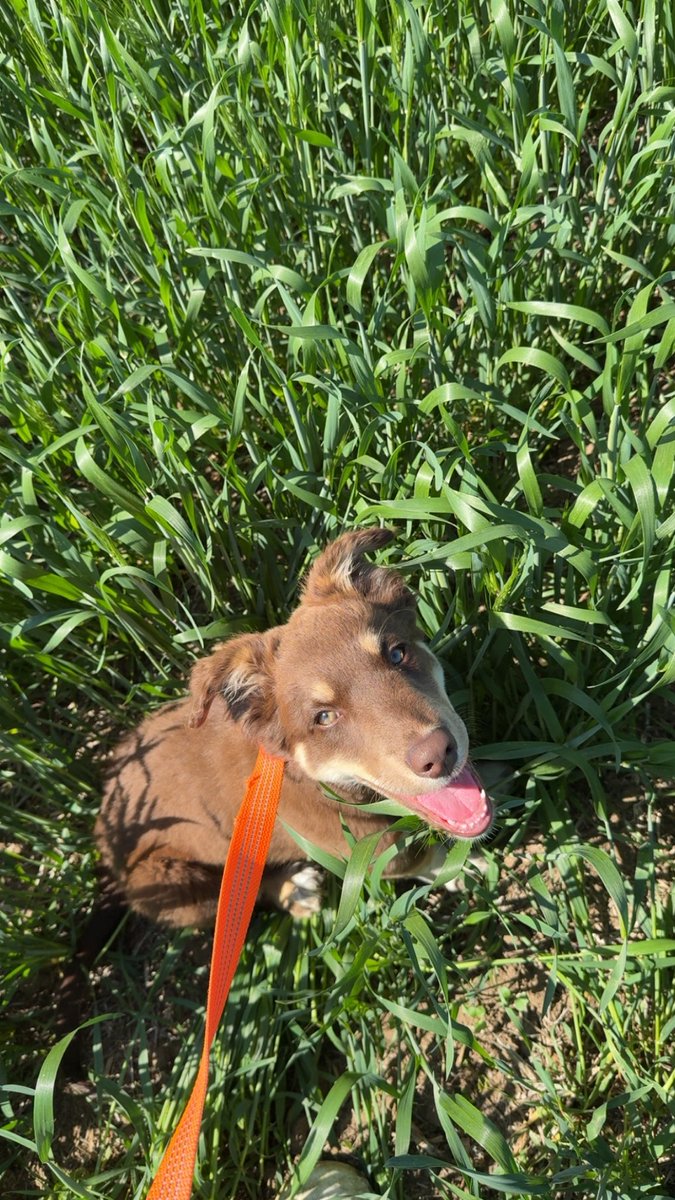 GCzwil's tweet photo. Tough job being an agronomy dog, when you can’t see over the crop #aussiecollie #cdnag #fungicideszn https://t.co/IT1x4qk9nF
