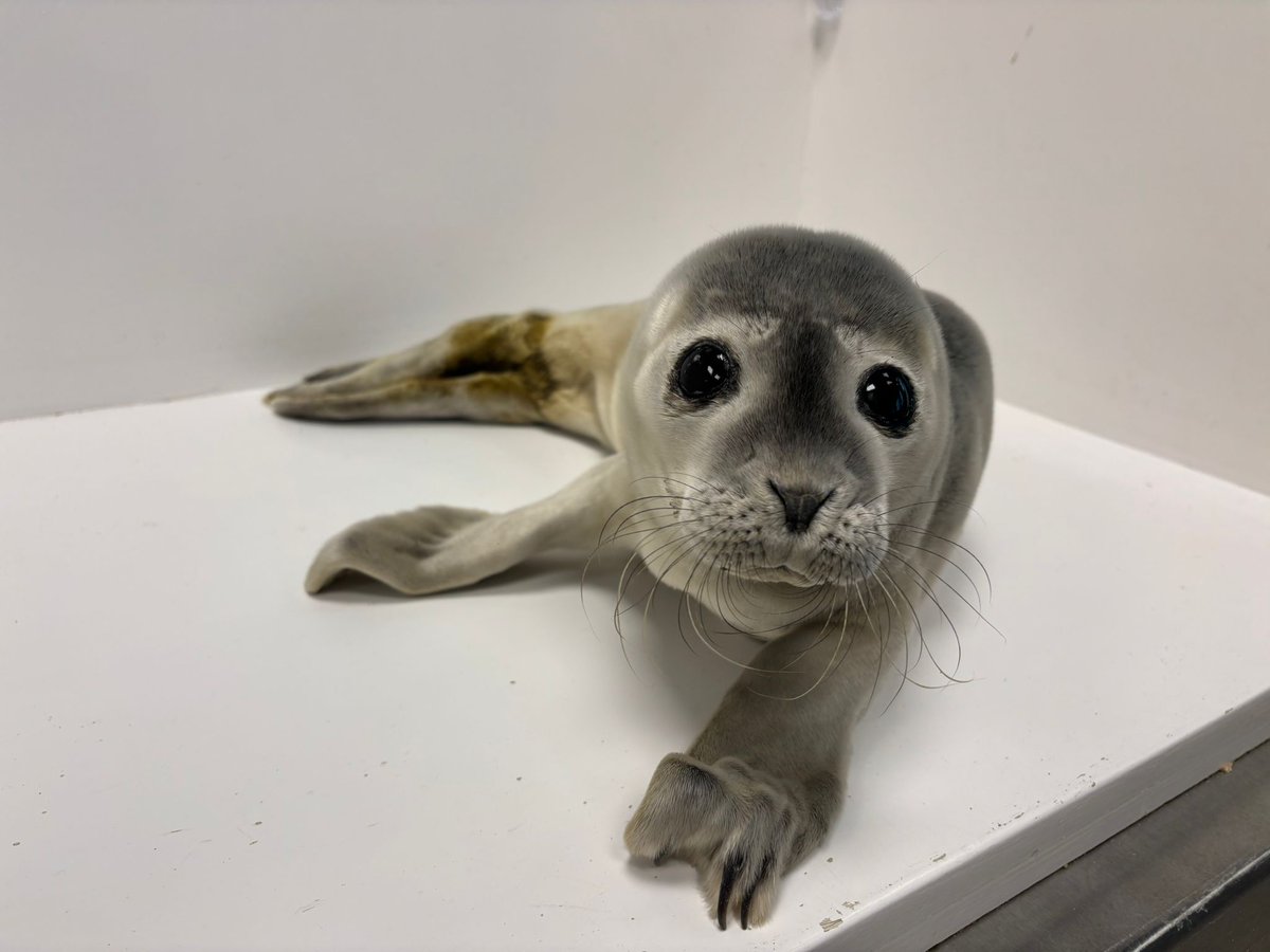 Zeehondencreche's tweet image. This is Lyra, only weighing 5,8 kg when she came in on June 24th. She is beautiful but needs to gain a lot of weight. ❤️