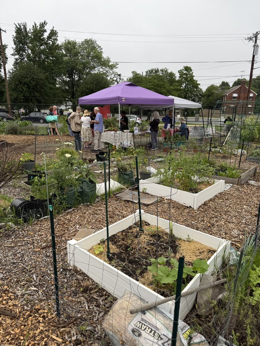 WDCGardener's tweet photo. We got a great break in the weather for yesterday‘s open garden at the Fenton community Garden in downtown Silver Spring,MD. Thanks to all that came out and to our event helpers. #gardendc #dmvv #communitygarden #opengarden https://t.co/M8uklmyLrD