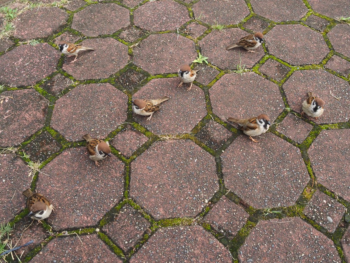 ビンゴーーー‼

#すずめ #sparrow 
#ちゅん活 #野鳥写真
#ビンゴ