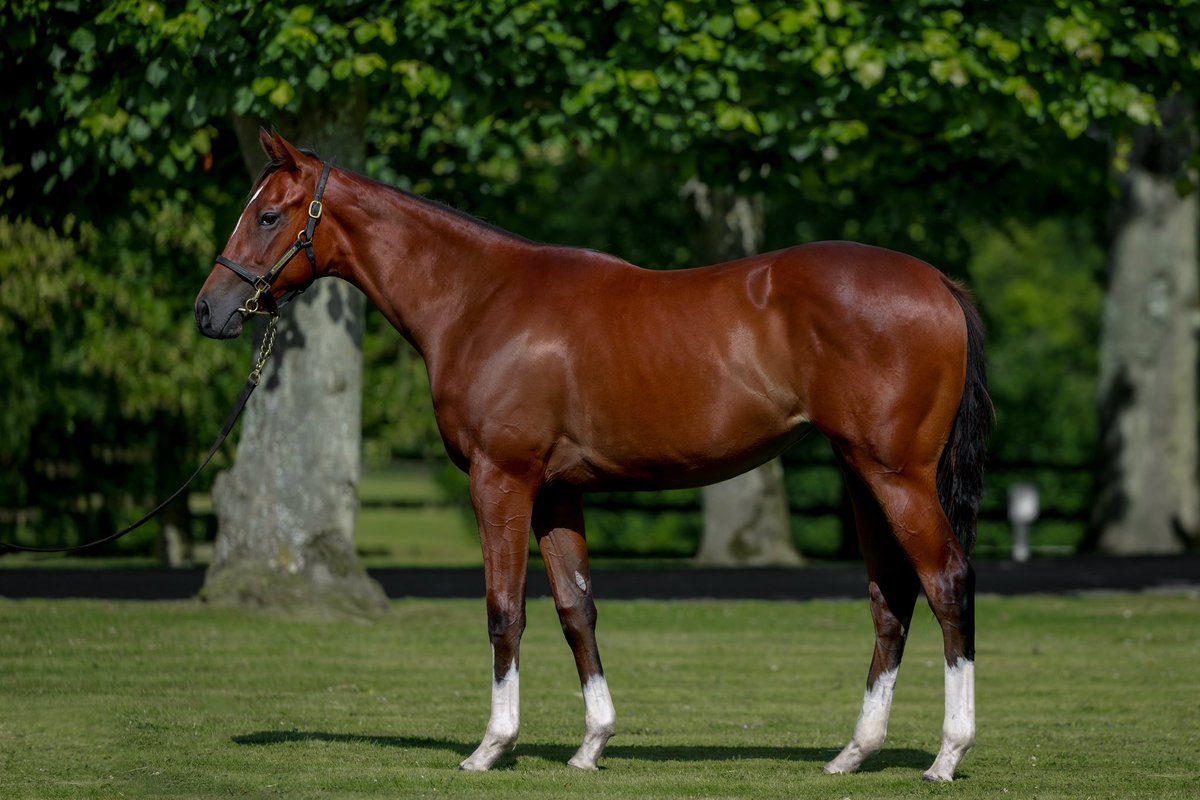 Ecurie Monceaux (@ecuriemonceaux) on Twitter photo Monceaux homebred 2YO Skydance picks up a strong G2 placing in just her second career start in today’s Airlie Stud Stakes <a href="/curraghrace/">The Curragh Racecourse</a>
The daughter of Night Of Thunder was bred in partnership w/ Skymarc Farm & sold to <a href="/alshiraaracing/">Al Shira’aa Racing Ltd</a> at the 2024 <a href="/InfoArqana/">ARQANA</a> August Sale. Monceaux homebred 2YO Skydance picks up a strong G2 placing in just her second career start in today’s Airlie Stud Stakes <a href="/curraghrace/">The Curragh Racecourse</a>
The daughter of Night Of Thunder was bred in partnership w/ Skymarc Farm & sold to <a href="/alshiraaracing/">Al Shira’aa Racing Ltd</a> at the 2024 <a href="/InfoArqana/">ARQANA</a> August Sale.