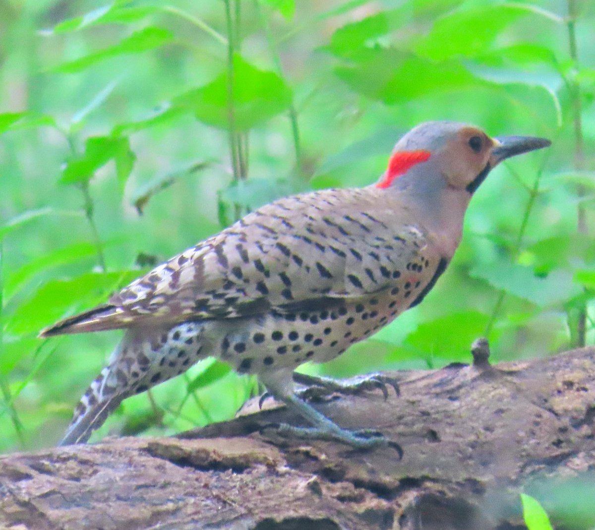 birdbud88's tweet photo. Northern Flicker Mama hunting for grub to feed fledgling π #NaturePhotography #TwitterNatureCommunity #TwitterNaturePhotography #nature #birdwatching #BirdTwitter #birdphotography #Northernflickers https://t.co/EEjbnAuHok