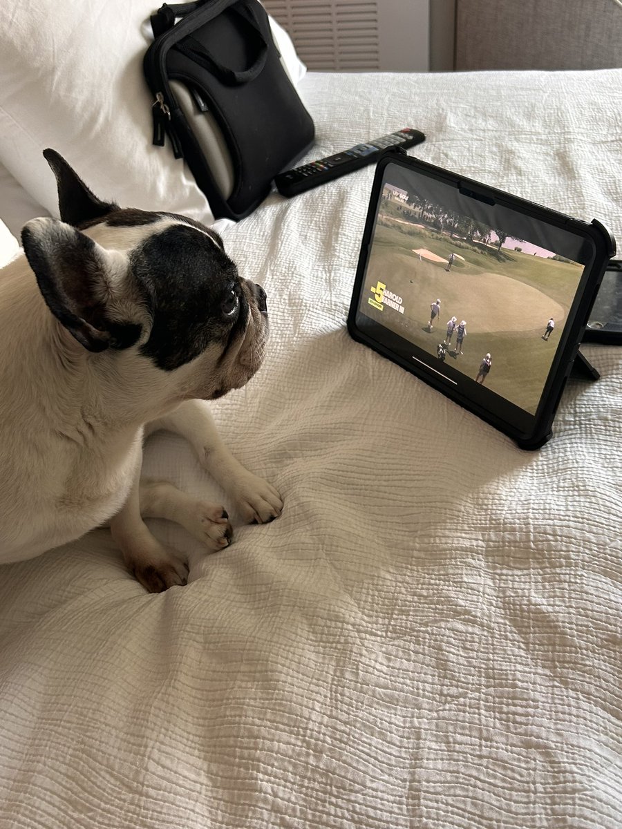 itisonlygolf's tweet image. Even Bella the french bulldog loves Liv golf. @livgolf_league
#livbroadcast