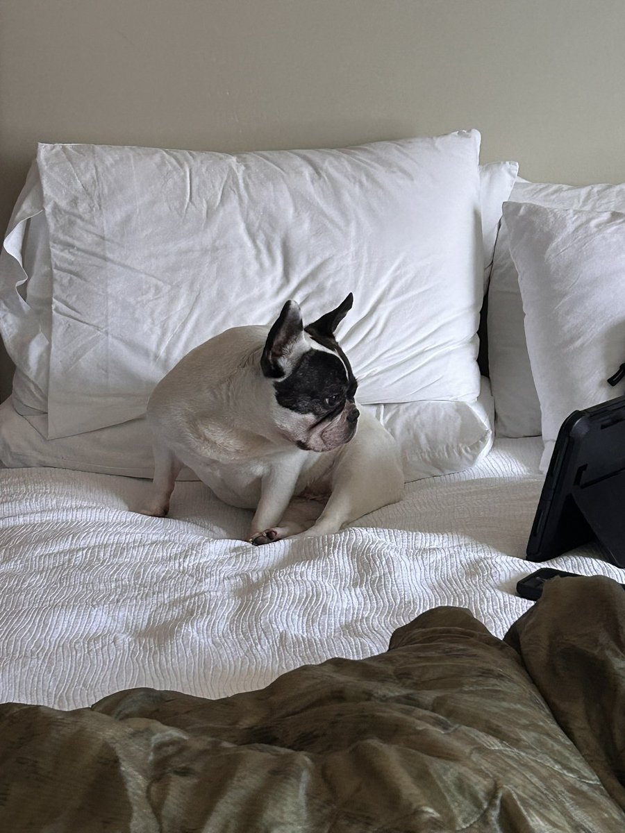 itisonlygolf's tweet image. Even Bella the french bulldog loves Liv golf. @livgolf_league
#livbroadcast