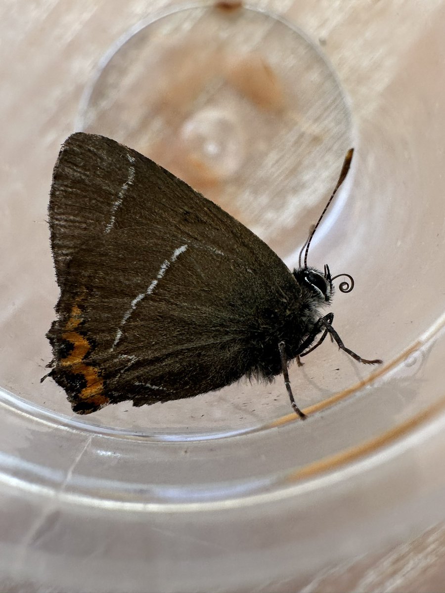 Ron Cousins tweet media