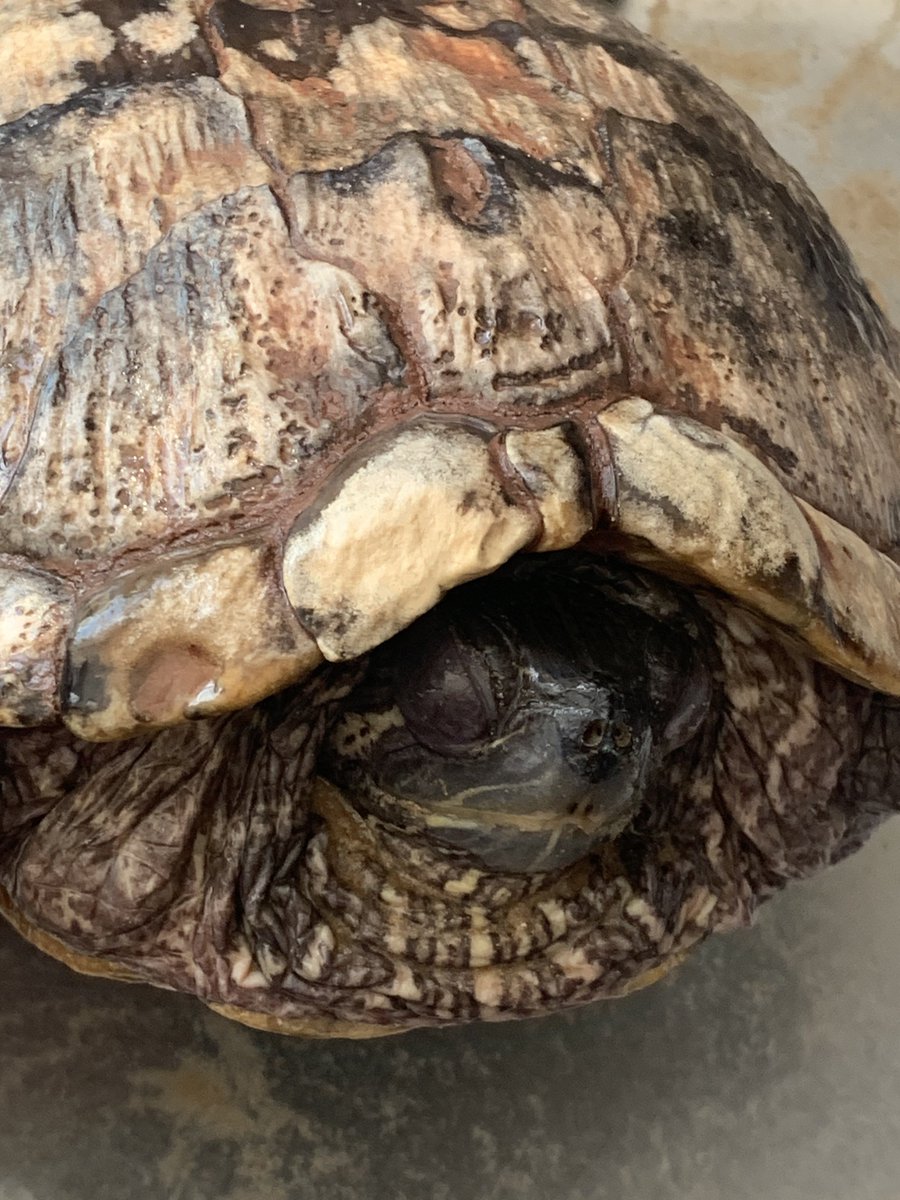 Laura  tweet media