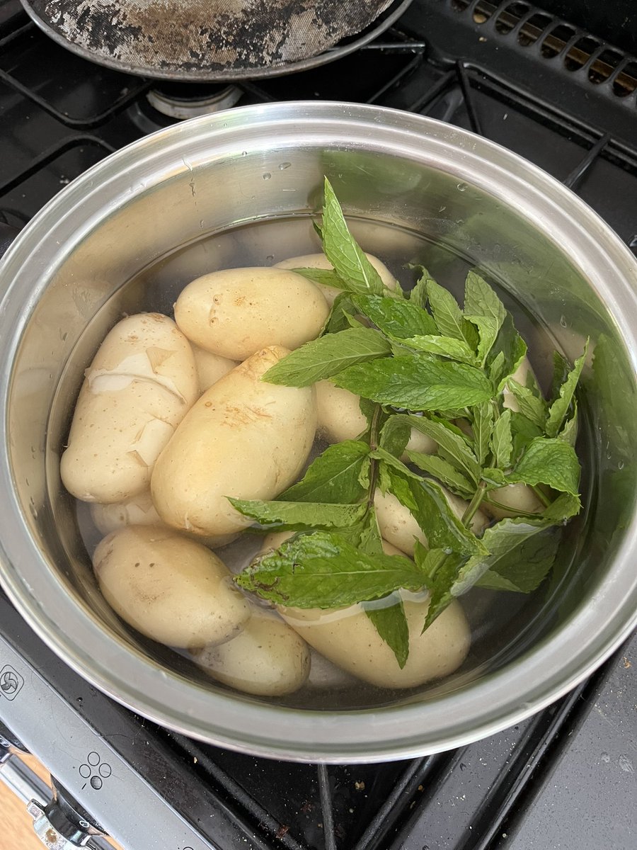 MatronsVeggies's tweet image. Despite lack of rain I dug this one plant of International Kidney new potatoes. I mulched the soil with dried, shredded seaweed. Taste amazing! #gyo #growyourown #allotment #allotmentlife