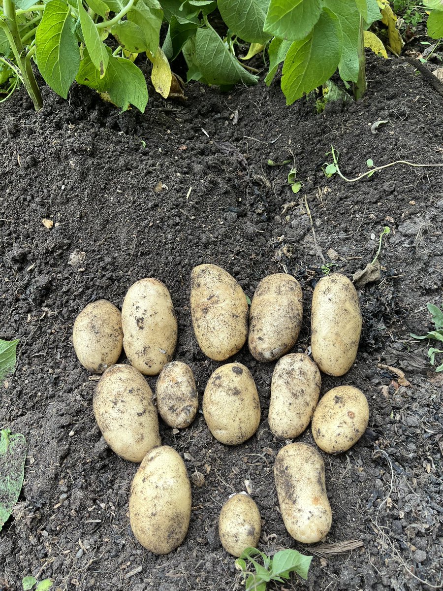 MatronsVeggies's tweet image. Despite lack of rain I dug this one plant of International Kidney new potatoes. I mulched the soil with dried, shredded seaweed. Taste amazing! #gyo #growyourown #allotment #allotmentlife
