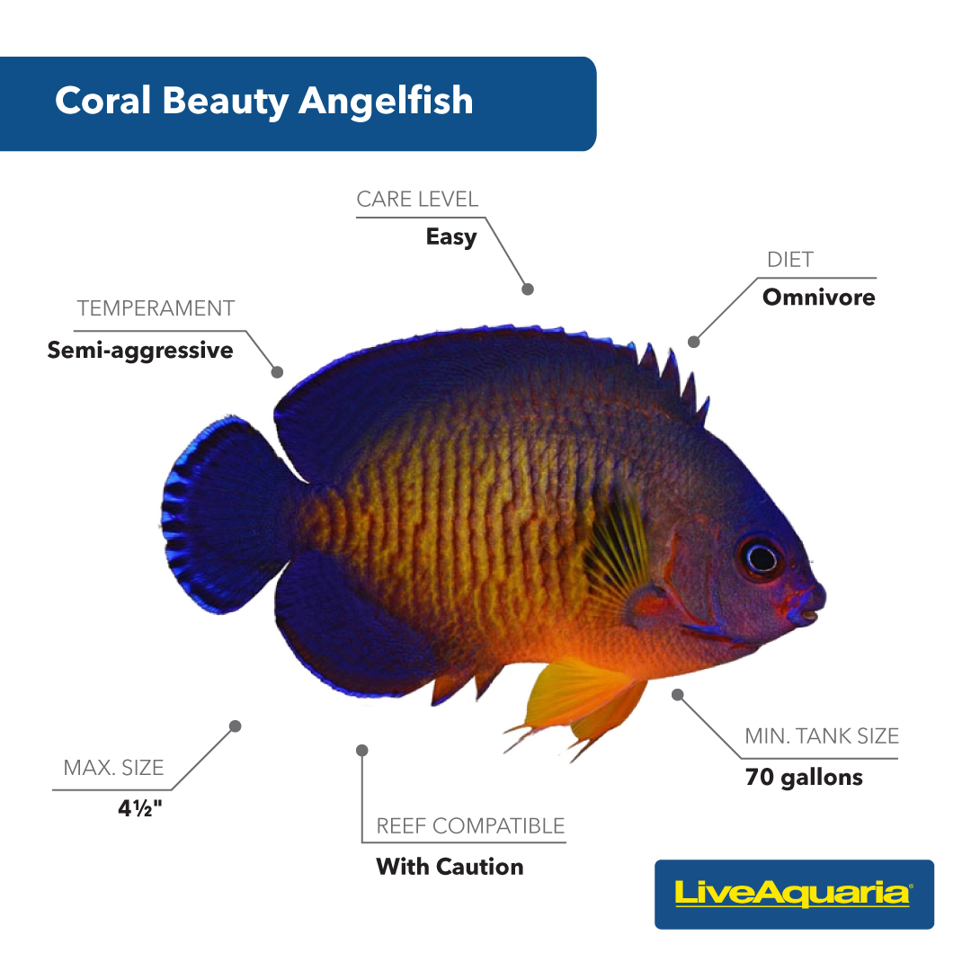 LiveAquaria's tweet photo. Did you solve the mystery of our last Fish Detective post? The Coral Beauty Angelfish in regal colors of blue, orange, and yellow was featured. Learn more about this Dwarf Angelfish from LiveAquaria®.
https://t.co/BpQ8BUP2WR
#fishfun #mysteryfish #guessthefish #fishdetective \ https://t.co/YgM9yrz4HC