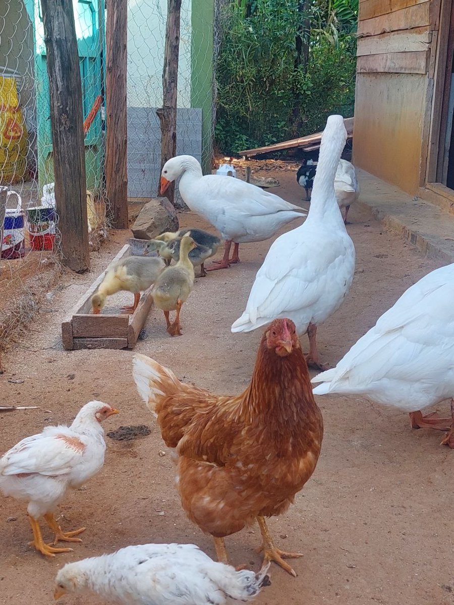 amerix's tweet image. I have collected enough eggs for this week's OMAD from my farm.

The poultry is free range or grass-fed.

When you eat free-range eggs, you will never eat these plastic eggs in the market again.  

However, here is the point:

Create your own freedom:

• Land

• Food

•…