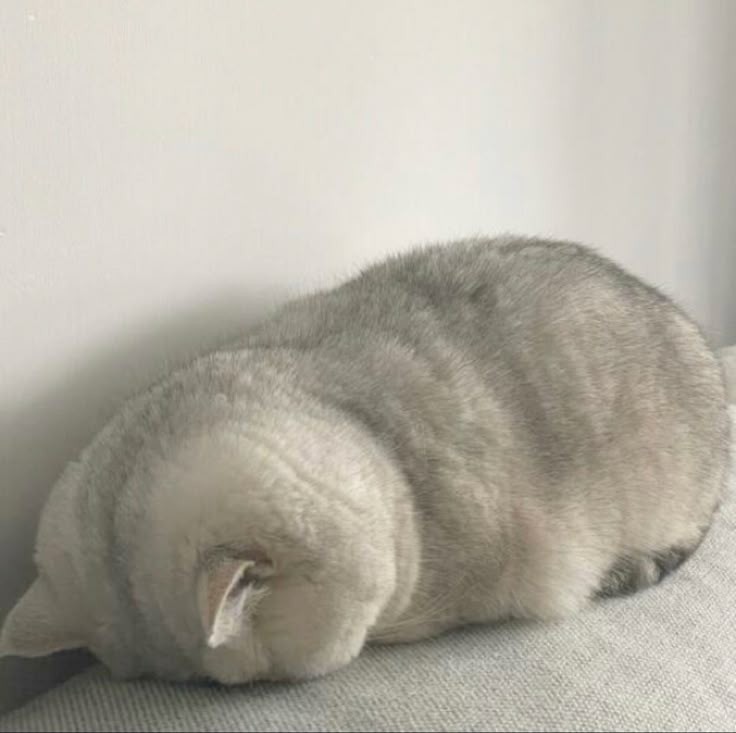No Context Cats tweet media