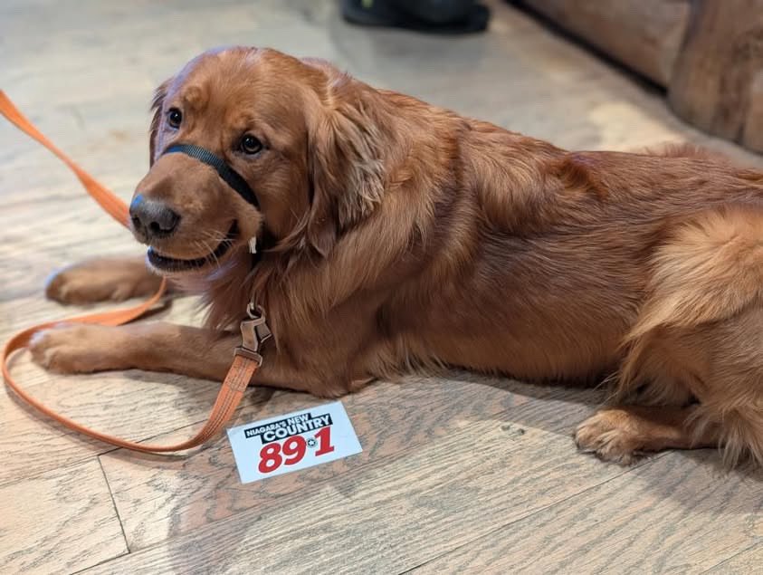country89_1's tweet image. Dog days of summer are here! Cool off with us at Bass Pro Shops and find a #greatdeal during their Canada Day #sale! 🇨🇦

While you’re here, stop by the bbq outside and grab a burger or hot dog 🌭🍔 - with all proceeds going to the Kids Summer Derby. They’ll be here from 11-3!