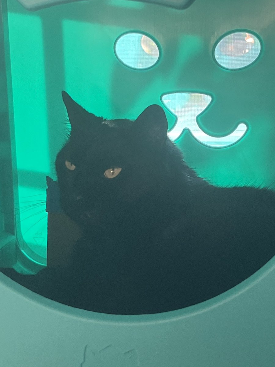 Meowmeowmr94503's tweet photo. UPDATE
EMERGENCY COMS TO GET MORE WETFOOD FOR MY CAT WHO HAS LOST HER TEETH!!
If you want to donate my cashapp is $Kamryn7393
#emergencycommisions #commisions #commisionsopen #cat #wetfood #emergency #art #artist #important #artcommision #ibispaint #help #bsd https://t.co/fdDsDKAmtl