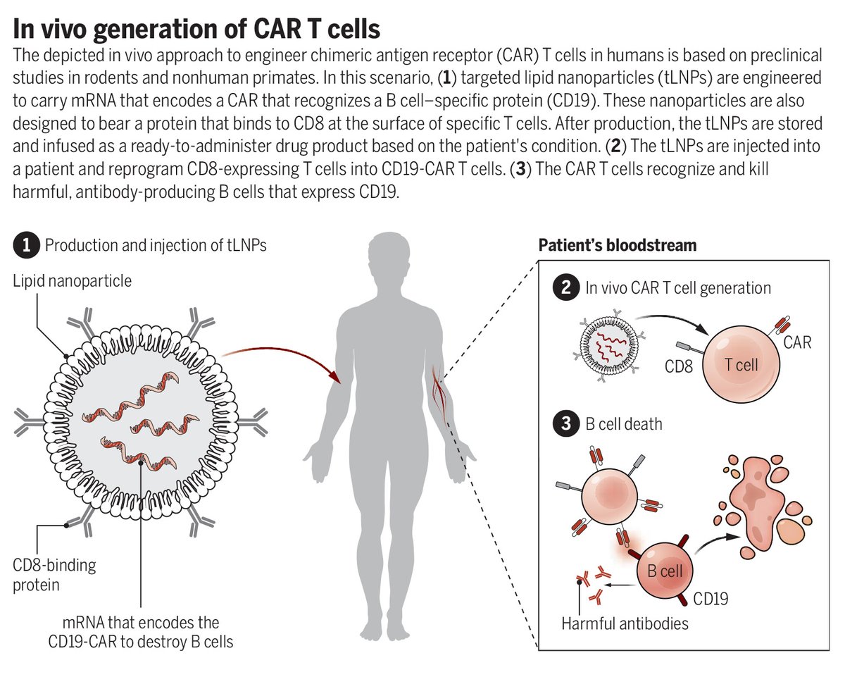 In Science, researchers present a new method to safely and preferentially generate CAR T cells directly inside the body using targeted lipid nanoparticles that deliver mRNA directly to T cells. 

The approach showed rapid and sustained immune reprogramming in preclinical models,