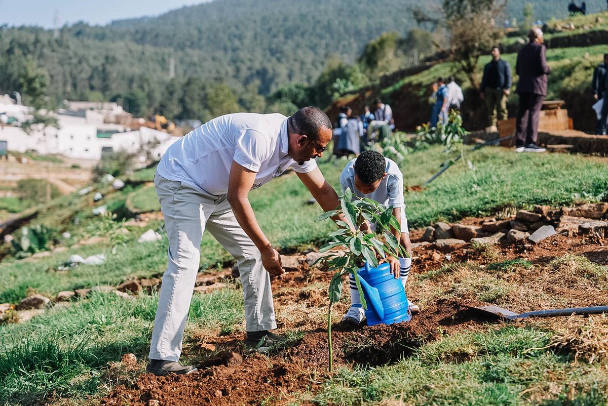MergaWakoya's tweet photo. PM Abiy’s Green Legacy fosters food security with fruit &amp; veggie planting, uplifting communities! #GreenEthiopia #PlantingOurPrint  #GreenLegacy @RepJohnJames @housegop @Repsarajacobs @EUClimateAction @YoungKimCA @RepJimBaird https://t.co/OirBy1axl4