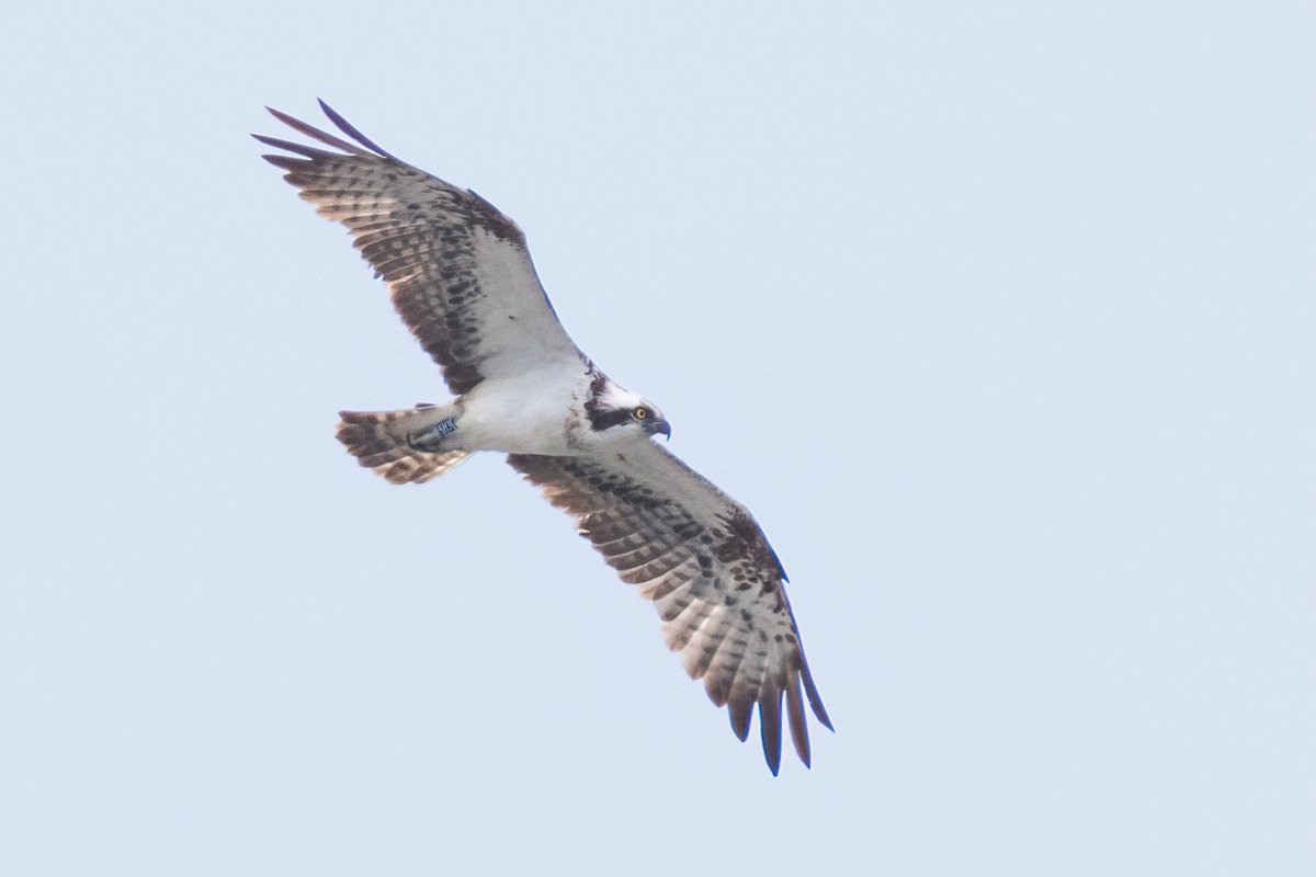 markwright12002's tweet photo. Osprey (5H3) (m)
Lytchett Bay, Dorset
@harbourbirds 
@DorsetBirdClub 
@RoyDennisWF https://t.co/WRNpH4IQDO