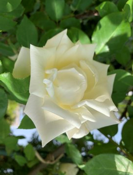 Beni bir ben bilirim, bir de yaradan. Bana bir ben lazımım, bir de anlayan. Hz. Mevlana